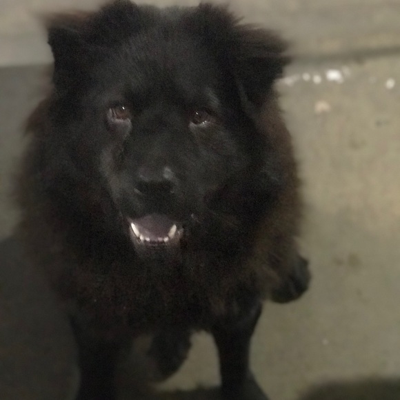 Meet your Posher, Grissel - Picture 1 of 1